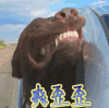 萌宠 狗 爽 爽歪歪