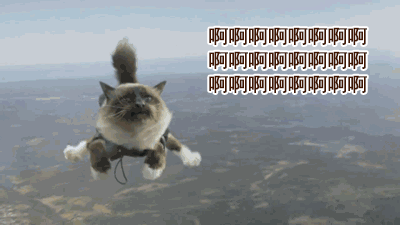 猫咪 飞行 毛茸茸 可爱 啊啊啊啊啊啊