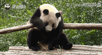 大熊猫 国宝 卖萌