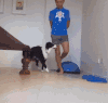 狗狗 主人 走路 蠢萌