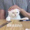 萌宠 猫星人 摸摸委屈的你 搞笑 逗