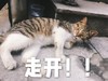 萌宠 喵星人 走开 滚 嫌弃 搞怪