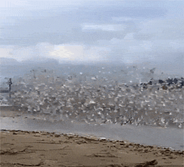 大海 鸟群 壮观 做什么