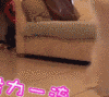 萌宠 狗狗 太可爱了 弹跳