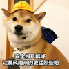 萌宠 汪星人 安全帽戴好 让暴风雨来的更猛烈些吧 搞怪 逗