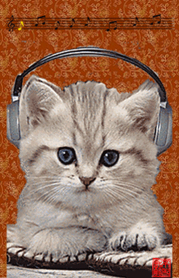 动物 猫猫 眨眼 听音乐