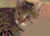 猫咪 可爱 搞笑 大眼睛 喵星人