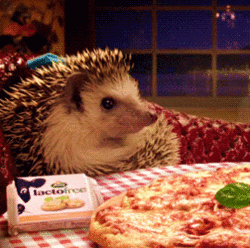 刺猬 动物 披萨 好想吃
