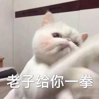 萌宠 猫咪 猫 老子一拳 老子给你一拳 生气