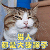 猫 萌宠 喵星人 呵呵 男人都是大猪蹄子 soogif soogif出品