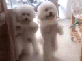 狗狗 站立 卖萌 可爱