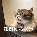 萌宠 猫咪 猫 加班使我快乐 加班 搞怪