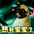 狗狗 吐舌头 散热 热死宝宝了