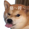 萌宠 汪星人 略 吐舌头 搞怪 逗