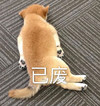 萌宠 汪星人 已废 无奈 呆萌 可爱