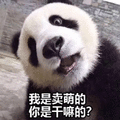 萌宠 大熊猫 我是卖萌的你是干嘛的 卖萌 斗图