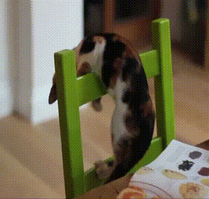 猫咪 翻跟头 摔跤 椅子