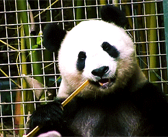 大熊猫 食物 美味 呆萌