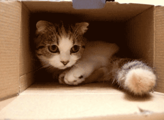 猫咪 纸箱 不出来 可爱