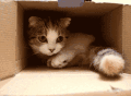 猫咪 纸箱 不出来 可爱
