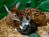 鹿 deer 舔 和平