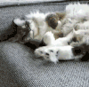 猫咪  睡觉  懒散   搞笑  晒太阳