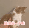 萌宠 猫星人 搭理我一下 生气 搞怪 逗