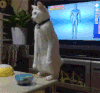 小猫 站立 白色 可爱