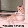 萌宠 猫星人 性感猫咪 在线陪聊 呆萌 可爱