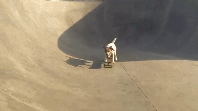 滑板 skateboarding 成精 无师自通 会玩 狗精