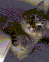 猫咪 大眼睛 爪子 萌宠