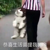 萌宠 汪星人 恭喜 提着 搞怪 逗