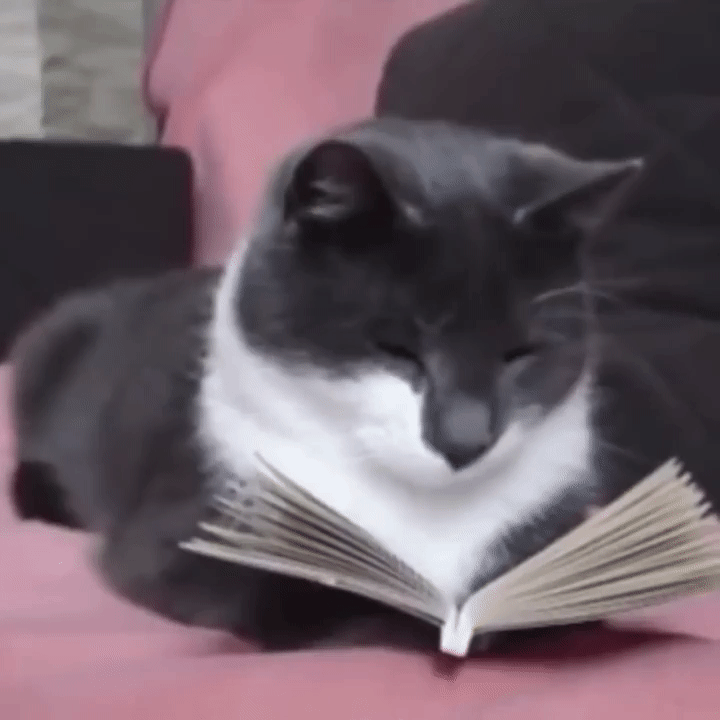 猫咪 看书 犯困 迷糊