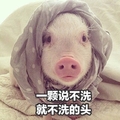 猪 一颗说不洗 就不洗的头 懒散