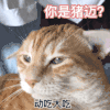 萌宠 猫咪 你是猪迈 动吃大吃