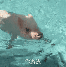 猪 宠物小猪 宠物猪 萌宠 游泳