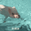 猪 宠物小猪 宠物猪 萌宠 游泳