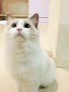 猫咪 旋转 可爱 萌宠