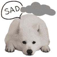 萌宠 狗狗 下雨 乌云
