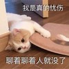 萌宠 猫星人 我很难受 聊着聊着人就不见了 人呢 去哪了 伤心