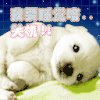 汪星人 眯眼睛 吐舌头 困困哒