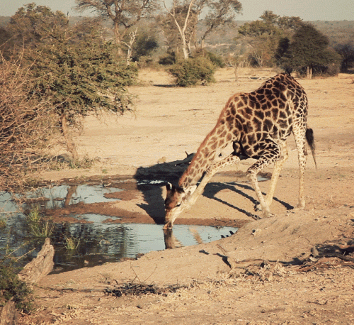 长颈鹿 giraffe 喝水 转耳朵 休息