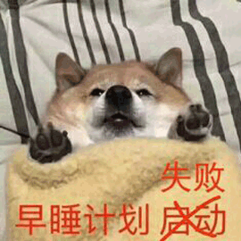 失败 早睡 柴犬