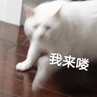 萌宠 喵星人 我来喽 开心 呆萌 可爱