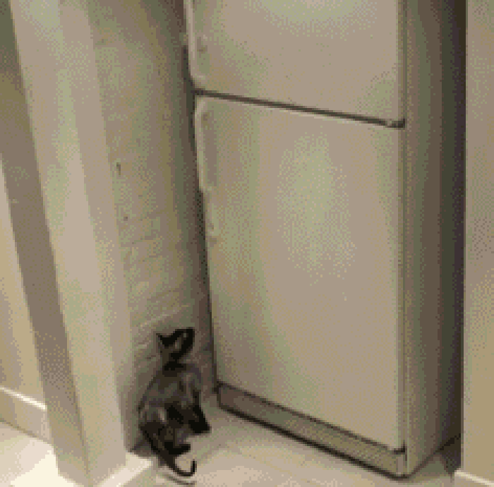 冰箱 开门 偷吃 猫猫