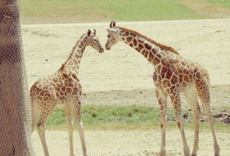 长颈鹿 可爱的动物 动物宝宝 动物
