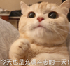 萌宠 猫星人 今天也是充满斗志的一天 加油 搞怪 逗
