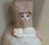 萌宠 猫星人 嗯 无语 呆萌 搞怪