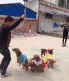 狗狗 跳绳 有才 可爱