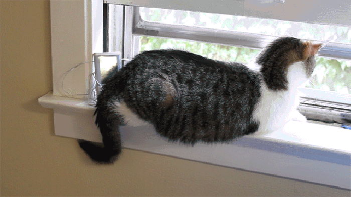 猫咪 尾巴 窗户 小猫